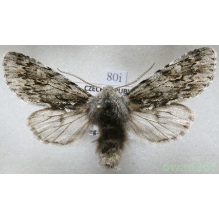 Brachionycha nubeculosa (Esper, 1785) Czech80i